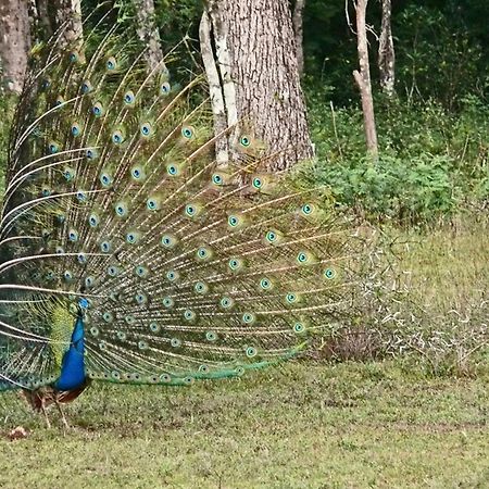 Big Game - Wilpattu By Eco Team Hotel Exterior foto